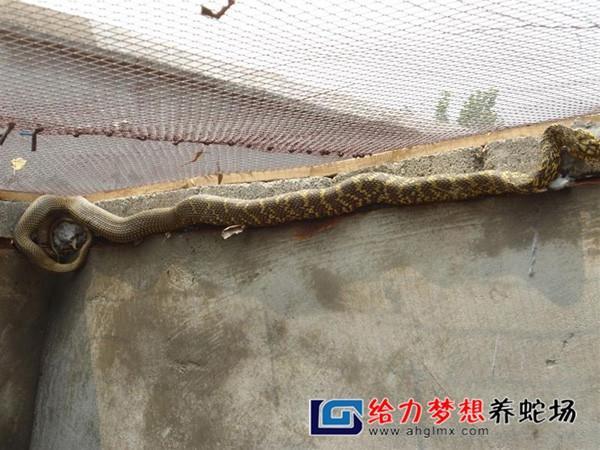 包含招教D类知识养鳖小知识的词条