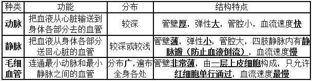 童声知识点毛细血管知识(毛细血管动画)