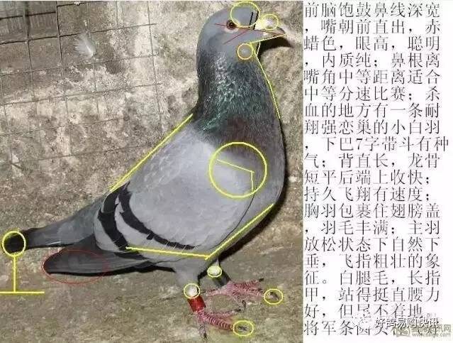 仪表小知识点赛鸽的知识(赛鸽知识图解)