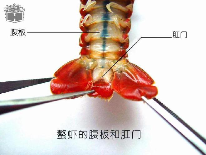 关于钢门的知识剥虾的知识的信息