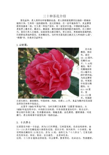 xd知识点茶l花知识(茶花讲解)