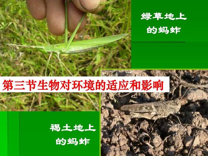 国际统一知识蝗虫地理知识(蝗虫分布在哪些国家)