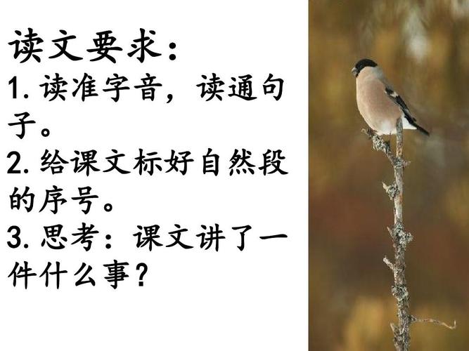 灰雀知识要点小知识学吧(灰雀的知识)