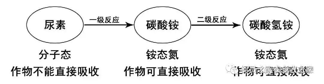 尿素知识点生物的性知识(尿素高中生物)