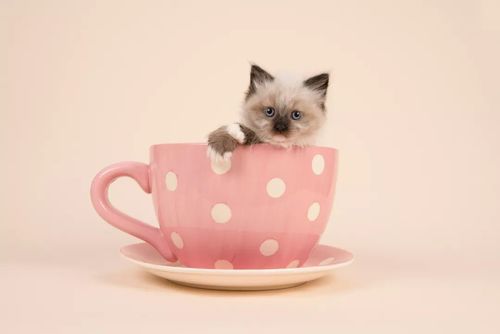 猫咪幼崽知识杯子的小知识(小杯子里面装的小猫咪会长大吗)