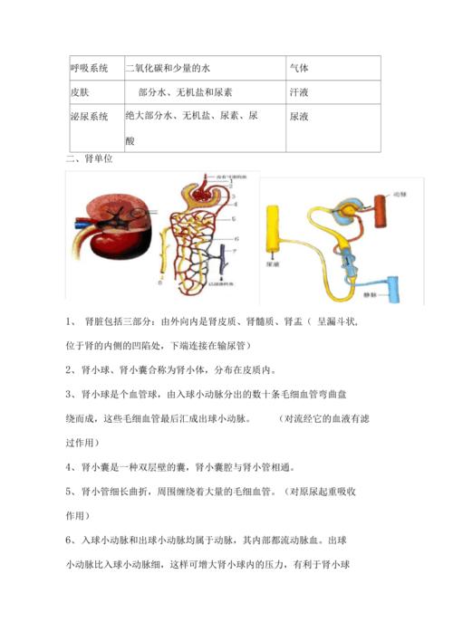 肾知识点总结怎样教性知识(肾的基础知识)