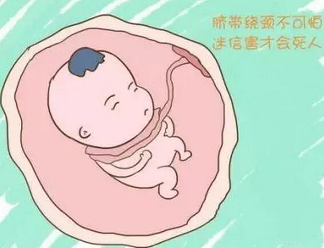 脐带科普知识知识变现达人(脐带的原理)