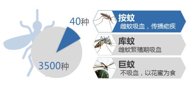 蚊子知识点中国疫情知识(蚊子相关知识)