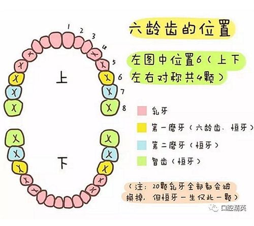 前磨牙数据大连凤凰数据(前磨牙形态图)