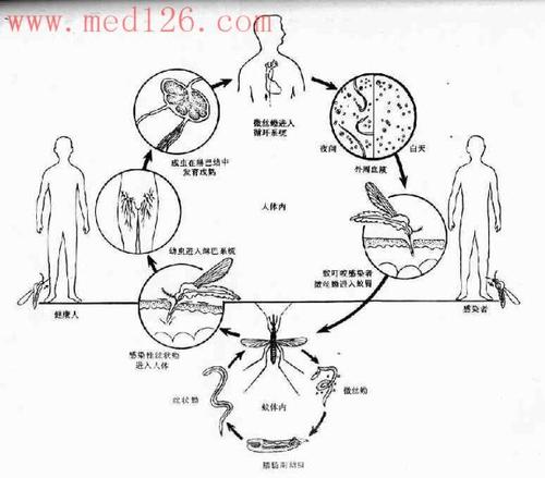 私教小知识丝虫重点知识(丝虫全名)