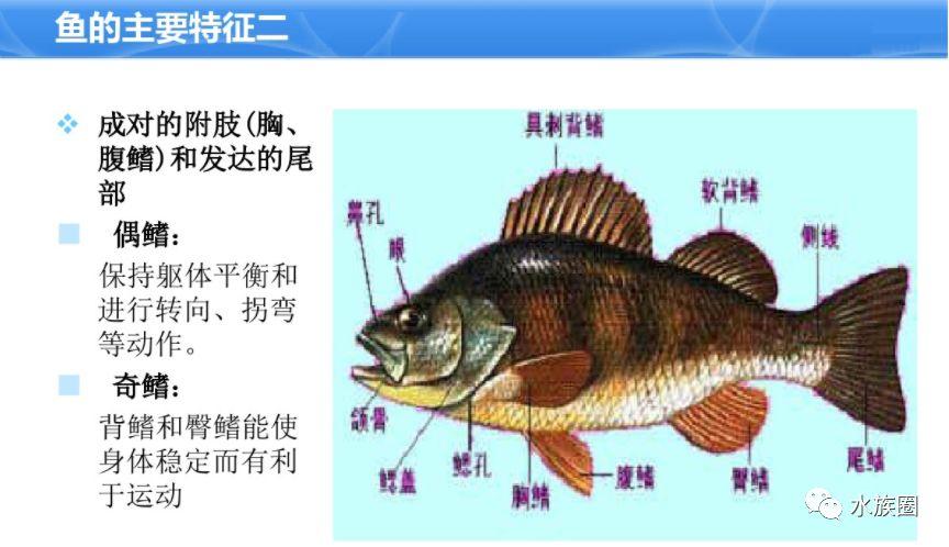 基础知识注册鮟鱇鱼知识(鱼知识百科)