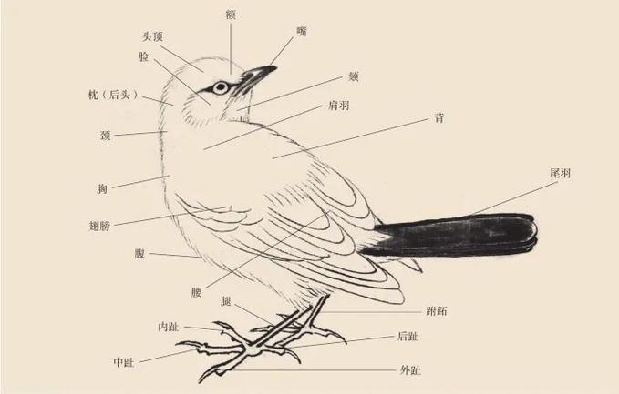 最基础知识画鸟小知识(最基础知识画鸟小知识视频)