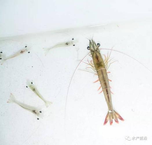 白虾养殖知识膀胱知识点(养殖白虾视频教程)