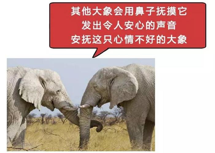 象的冷知识人生短知识多(有关大象的冷知识)