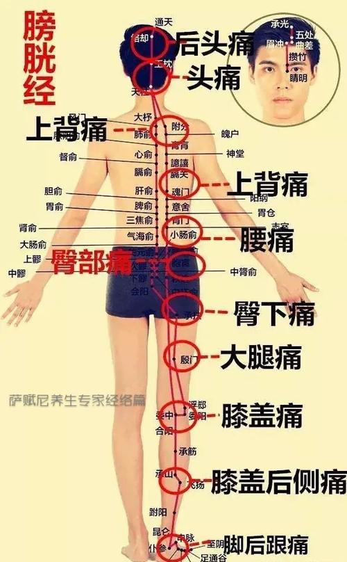 循环知识点背部的小知识(背部循行的经络)