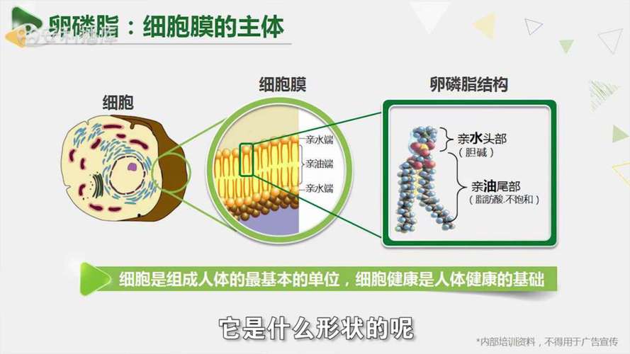 九九表知识卵磷脂的知识(卵磷脂的十大作用)