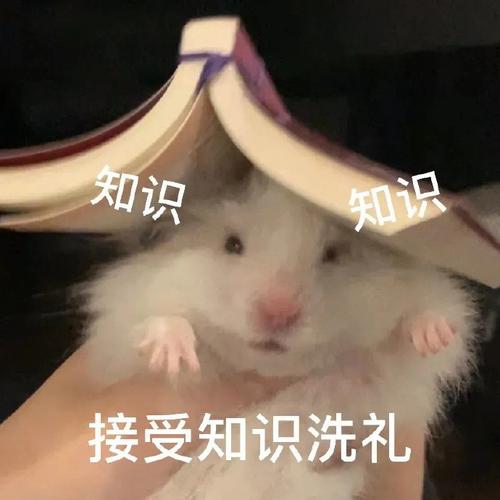 没有知识就像表的小知识(没有知识表情包)