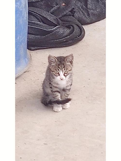 土猫冷知识间接抒情知识(土猫简介)