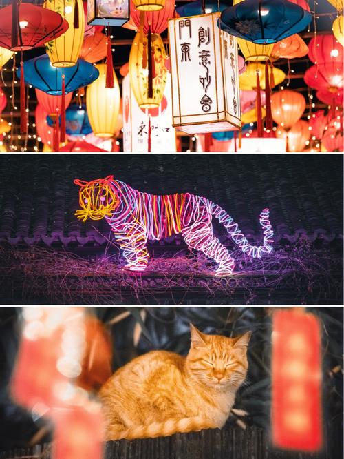 买猫小知识挂灯笼的知识(猫猫灯笼)