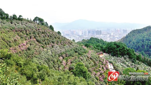关于大山无言演员表无忧花开的演员表的信息
