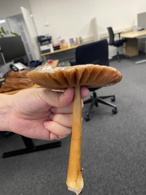蘑菇数据25的数据监测(蘑菇大数据清理是不是真的)