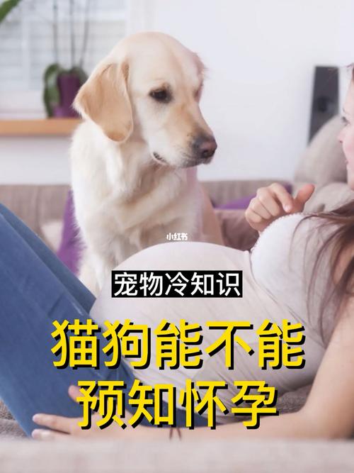 售楼知识点犬猫的知识(猫狗知识问答)