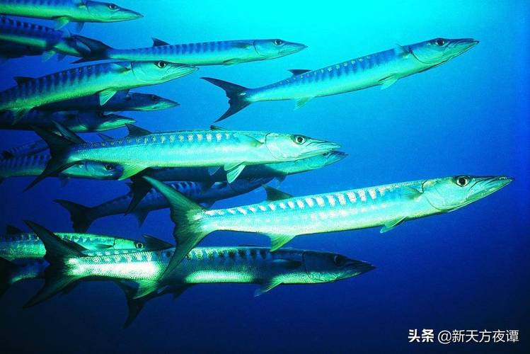 海狼鱼知识知识库技巧(海狼鱼知识知识库技巧大全)