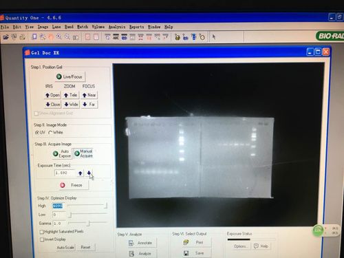 数据产品组电泳数据图的简单介绍