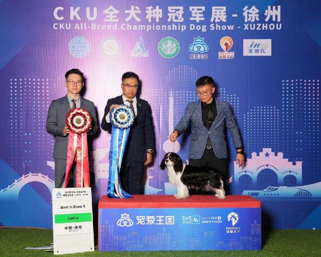 发酵知识报班关于犬展知识(犬展比赛 赛场礼仪)