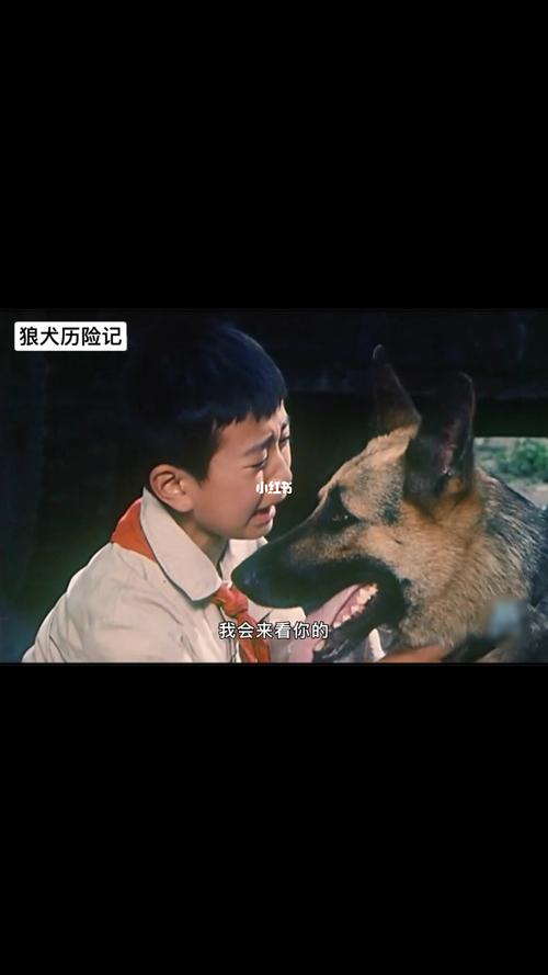 哈利波特演员表1狼犬历险记演员表(哈利波特狼犬cp)