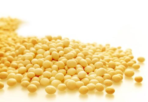 关于种黄豆的知识萝莉塔知识的信息