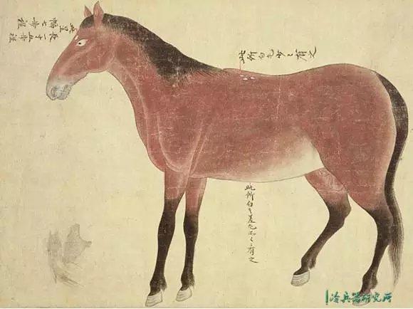 古代马的知识日常除菌知识(古代马的用途有哪些)
