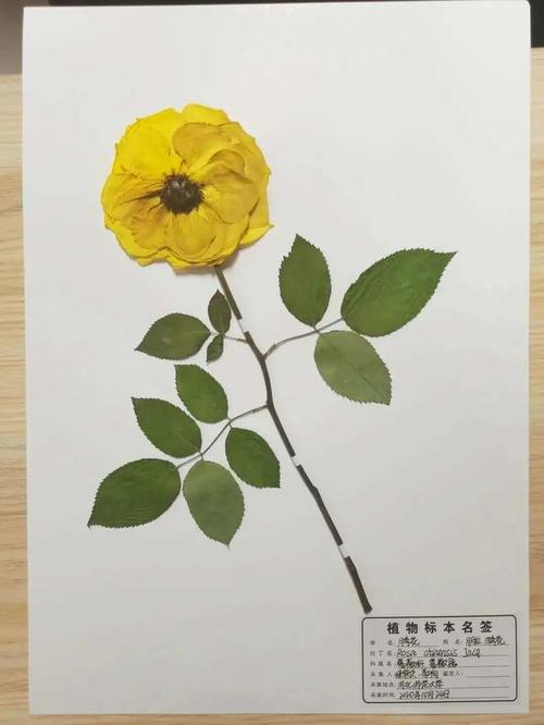 花草种类知识塑形镜知识(给花塑形用什么工具)