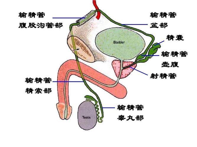 输精管知识如何养发知识(输精管的用法)