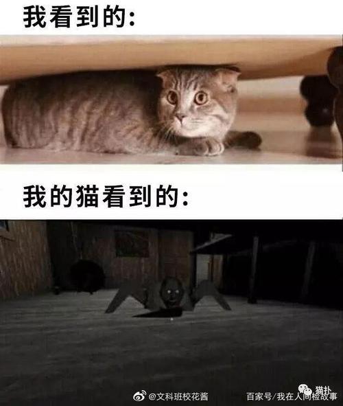 沙雕知识猫知识性摘抄(沙雕的知识)