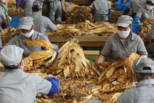 铜仁复烤厂招聘待遇(铜仁复烤厂易地技改)