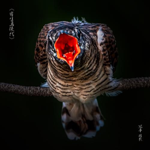 布谷鸟国际货代待遇(布谷鸟有限公司)