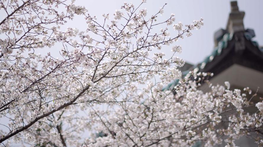 武汉世纪樱花待遇(世纪樱花公关公司)