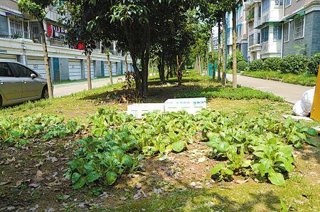 绿地策划待遇怎么样(绿地策划工作怎么样)