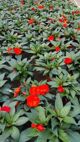 临安花仙子待遇(花仙子园林绿化有限公司怎么样)