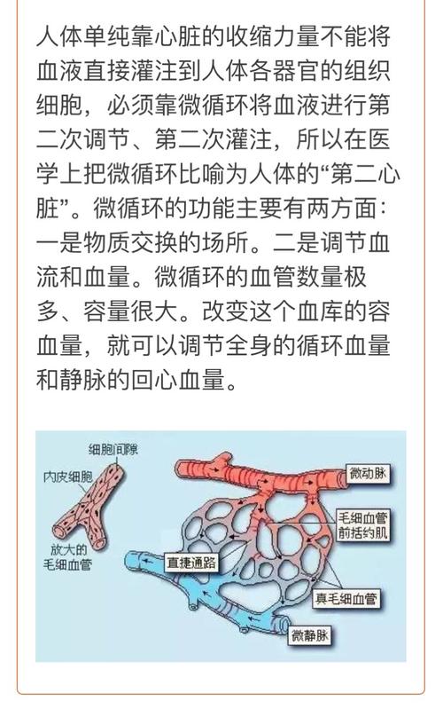 微循环健康知识科普文章(微循环与健康的关系视频)
