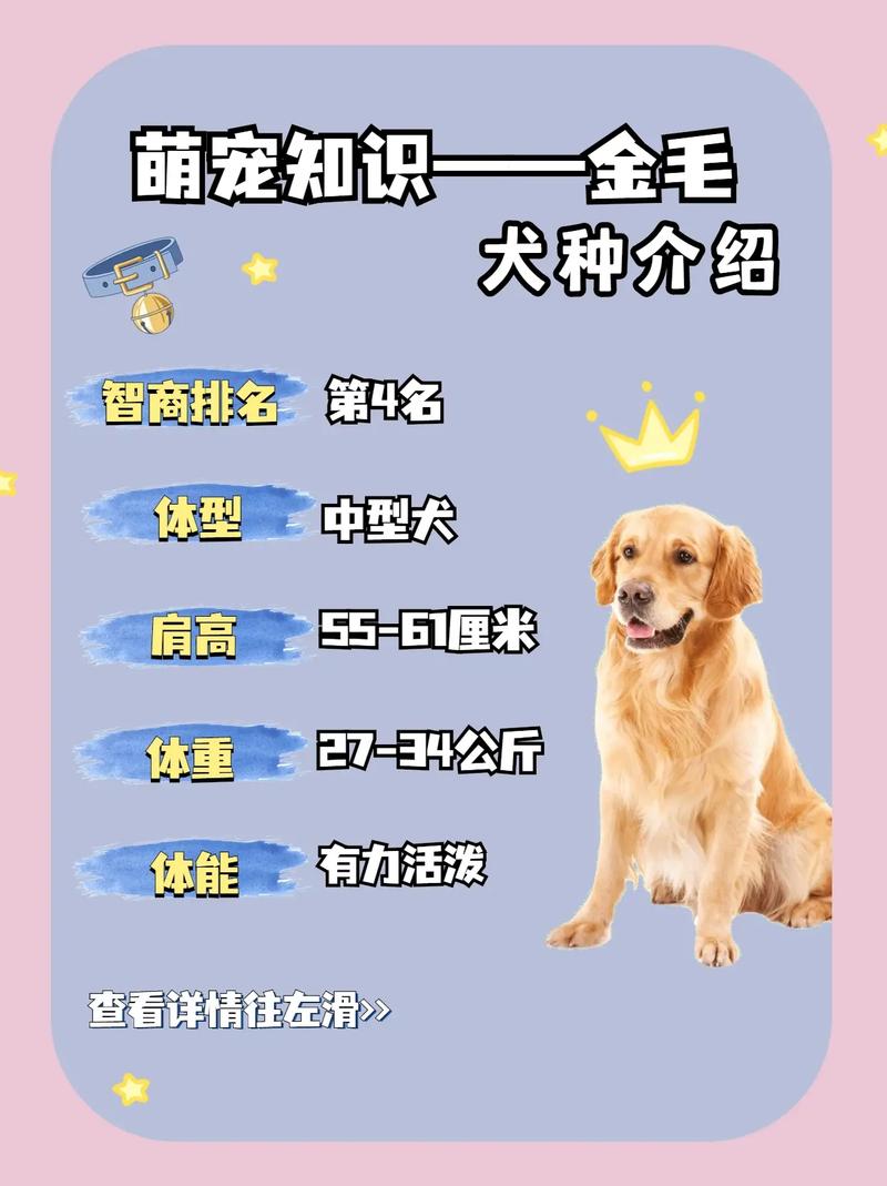 金毛宠物知识科普文章(金毛的冷知识)