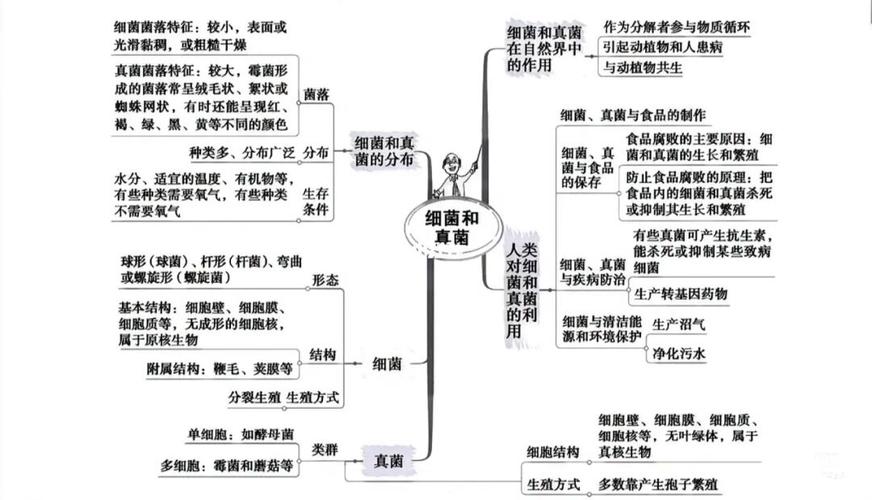 细菌和病毒文章知识点-{下拉词