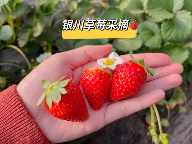 草莓娱乐资讯-{下拉词