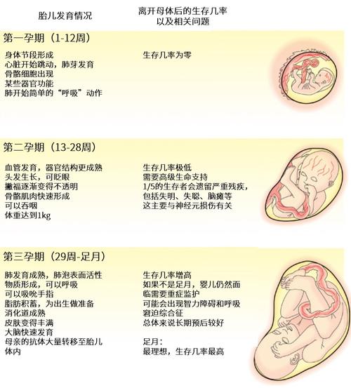 有关怀孕的科普知识文章-{下拉词