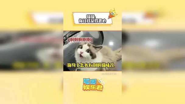 猫猫娱乐资讯-{下拉词
