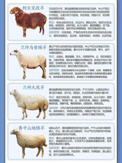 绵羊知识科普文章-{下拉词