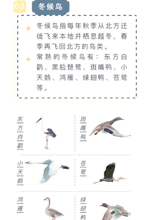 候鸟知识科普文章-{下拉词