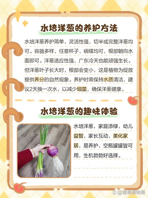 关于水培蔬菜知识的文章(关于水培蔬菜知识的文章摘抄)