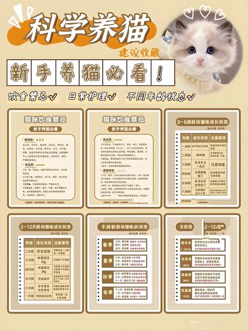 科普养猫知识文章-{下拉词